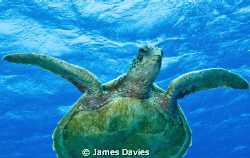 This green turtle we saw swimming in the distance so we s... by James Davies 